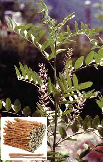 Lakridsrod plante og rødder